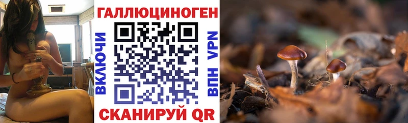 дарнет шоп  блэк спрут зеркало  Галлюциногенные грибы Psilocybine cubensis  Меленки 
